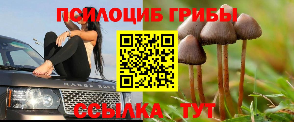 Галлюциногенные грибы Psilocybe Северобайкальск